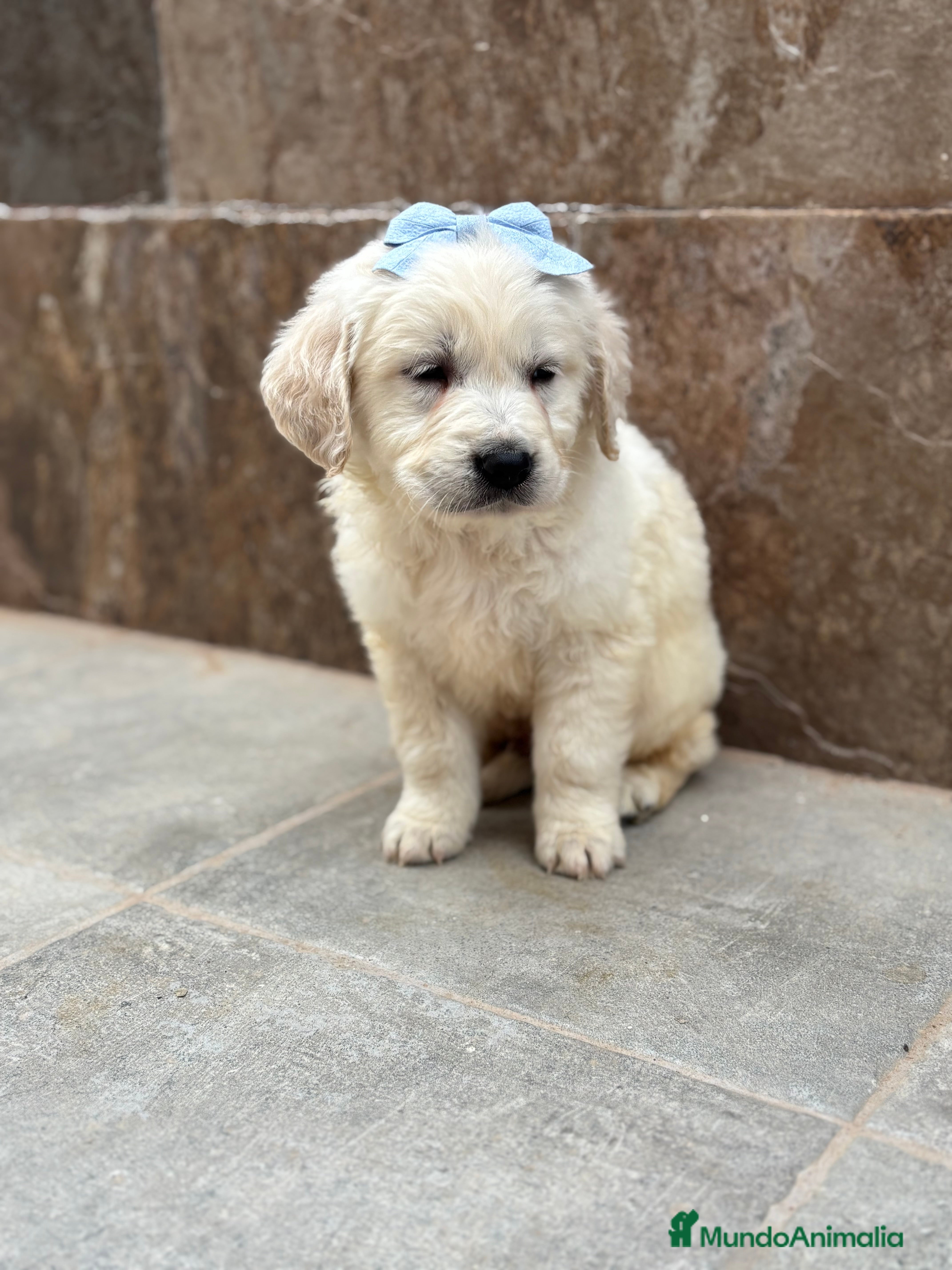 Golden Retriever perros Últimos machos de golden retriever para entregar! - Anuncio 4