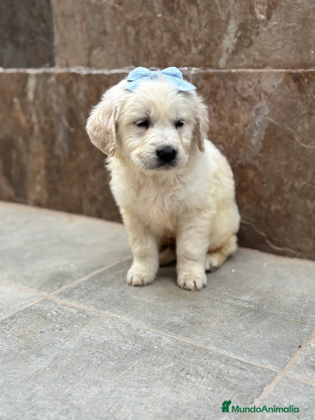 Golden Retriever perros en venta: Últimos machos de golden retriever para entregar! - Anuncio 1