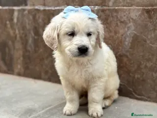 Golden Retriever perros Últimos machos de golden retriever para entregar! - Anuncio 4