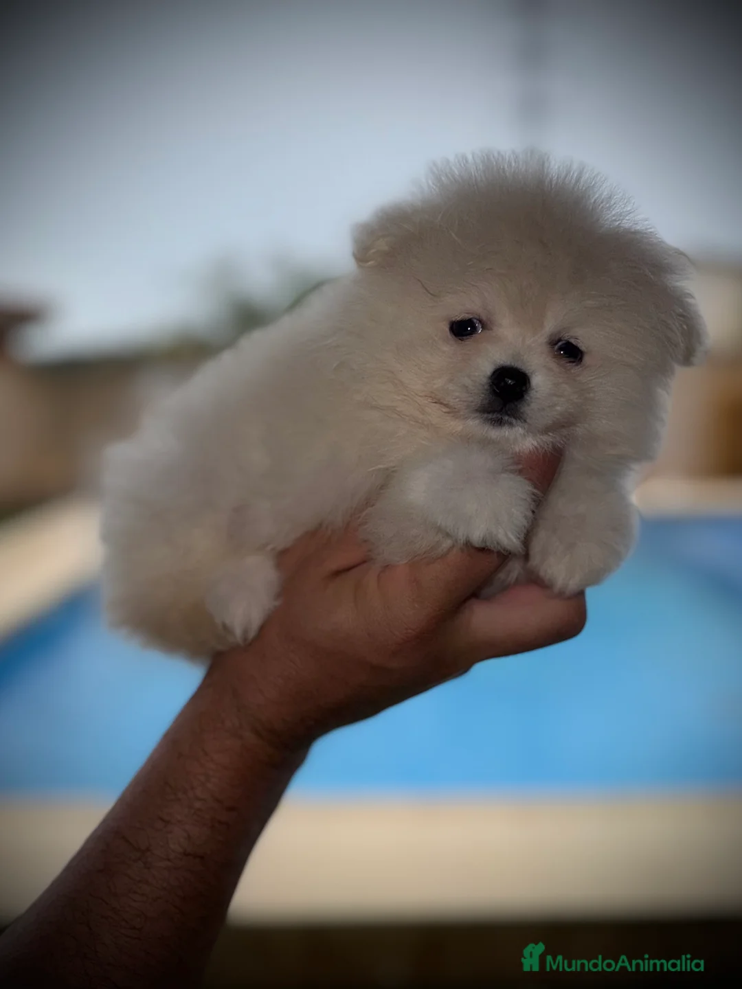 Pomerania perros en venta: Pomerania toy - Anuncio 4