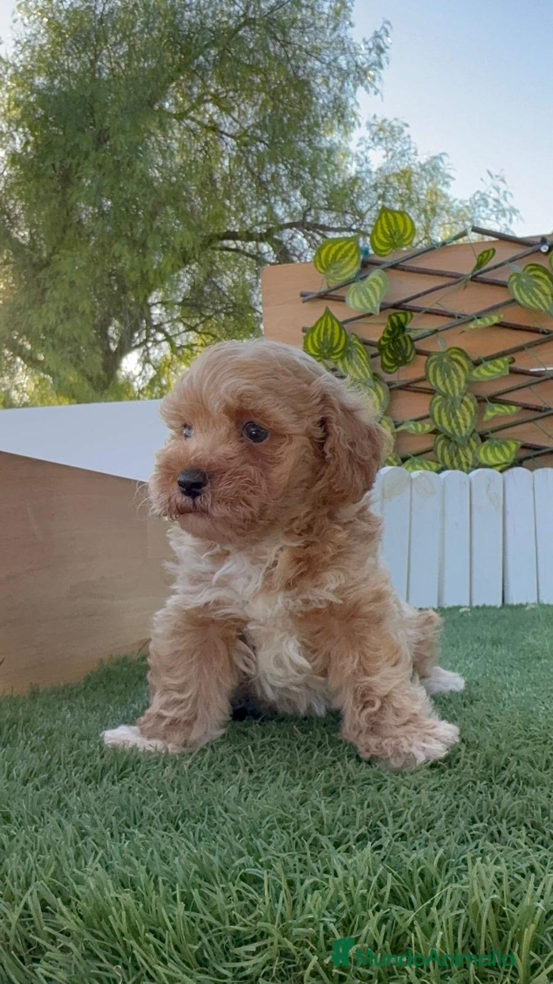 Caniche Toy perros en venta: CANICHE TOY MACHO - Imagen 13