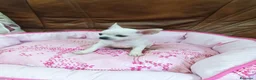 Chihuahua perros en venta: Chihuahua toy blanco - Anuncio 5