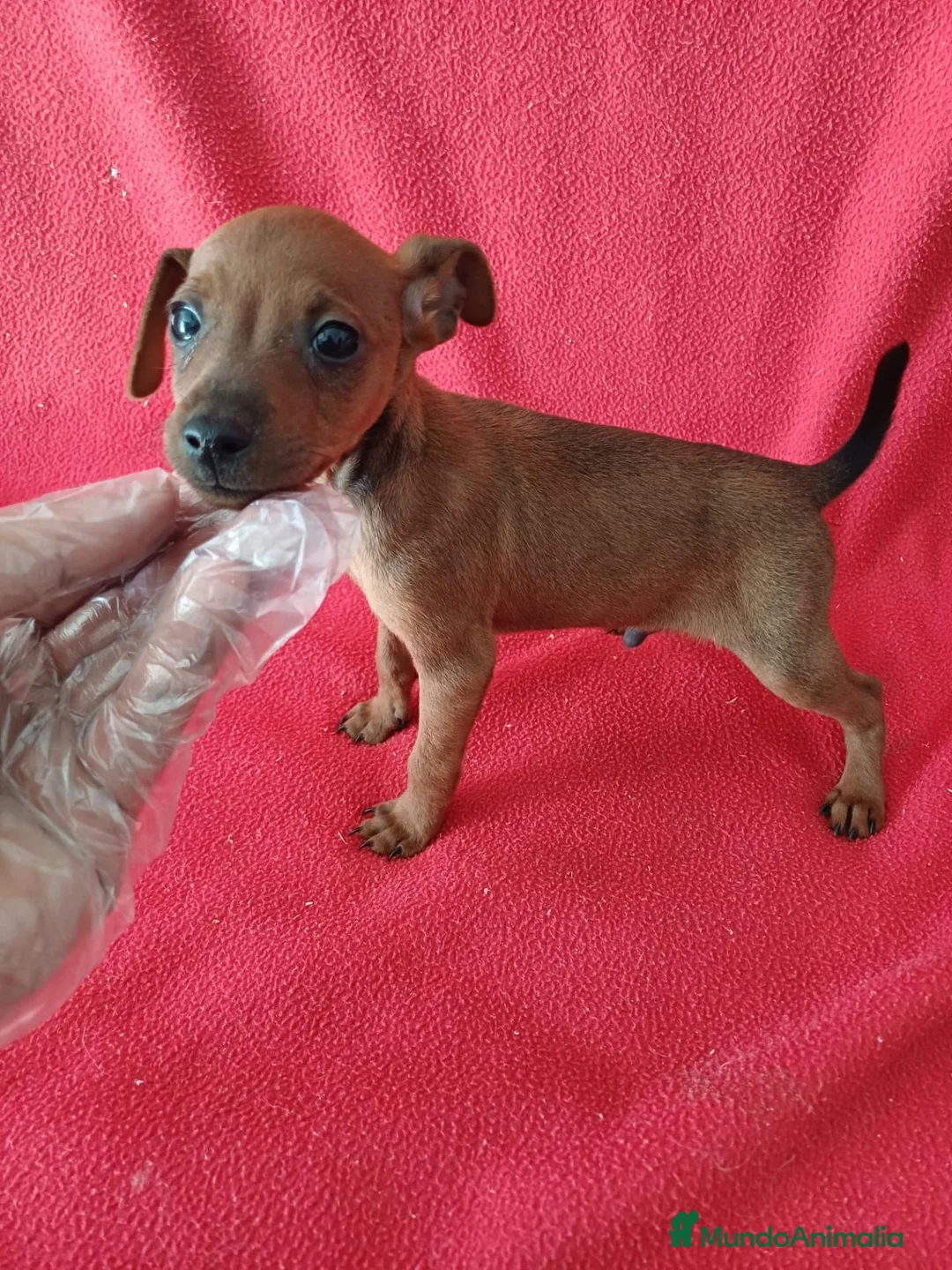 Pinscher Miniatura perros en venta: MiniPincher Chocolate  - Anuncio 1