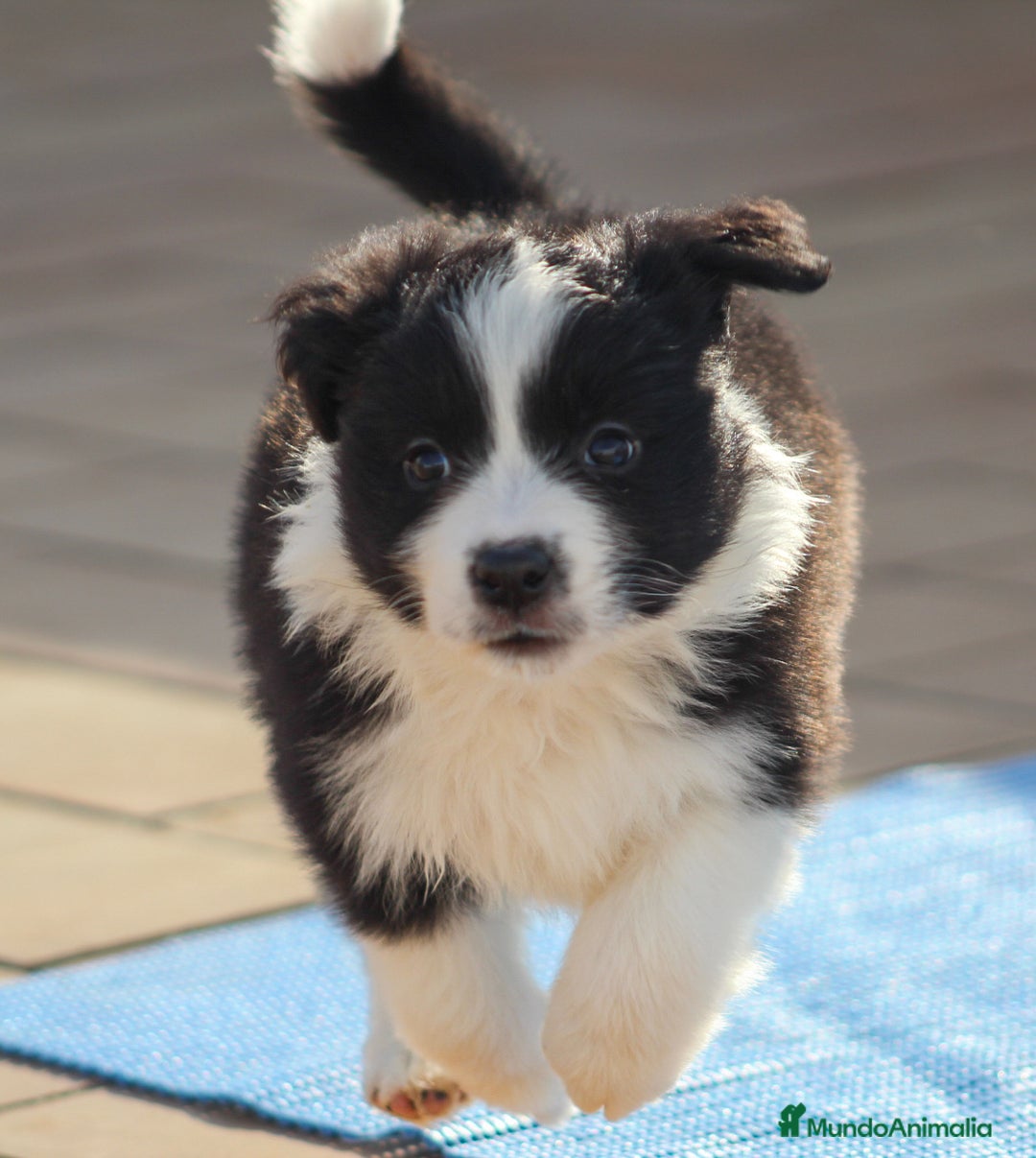 Border Collie perros en venta: Cachorros de border collie  - Anuncio 4
