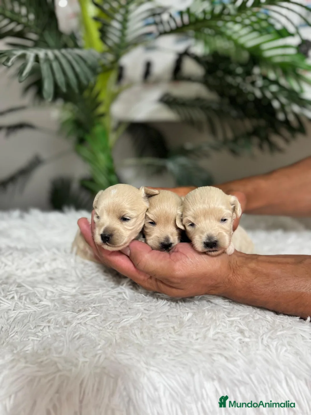 Maltipoo perros en venta: MALTIPOO HEMBRAS - Anuncio 1