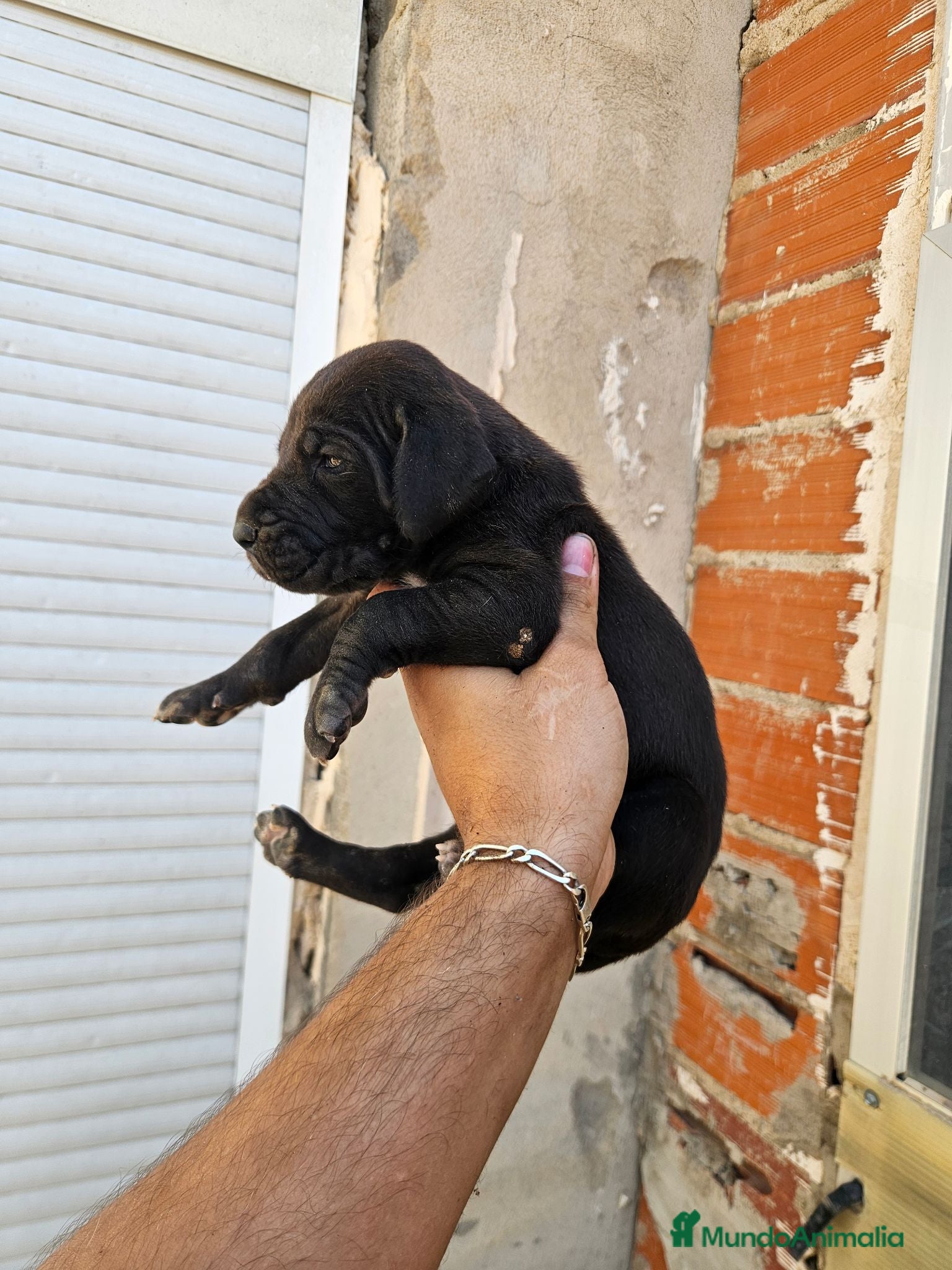 Dogo Alemán perros Cachorros dogo aleman o gran danes - Anuncio 5