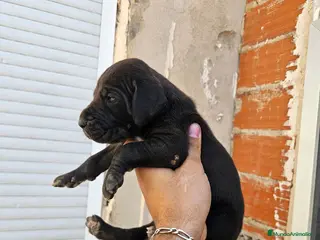 Dogo Alemán perros Cachorros dogo aleman o gran danes - Anuncio 2