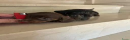 Teckel perros en venta: Teckel kanichen maxima calidad - Anuncio 10