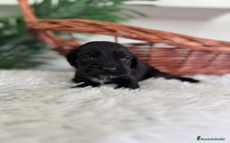 Cocker Spaniel Inglés perros en venta: COCKER SPANIEL INGLES - Imagen 11