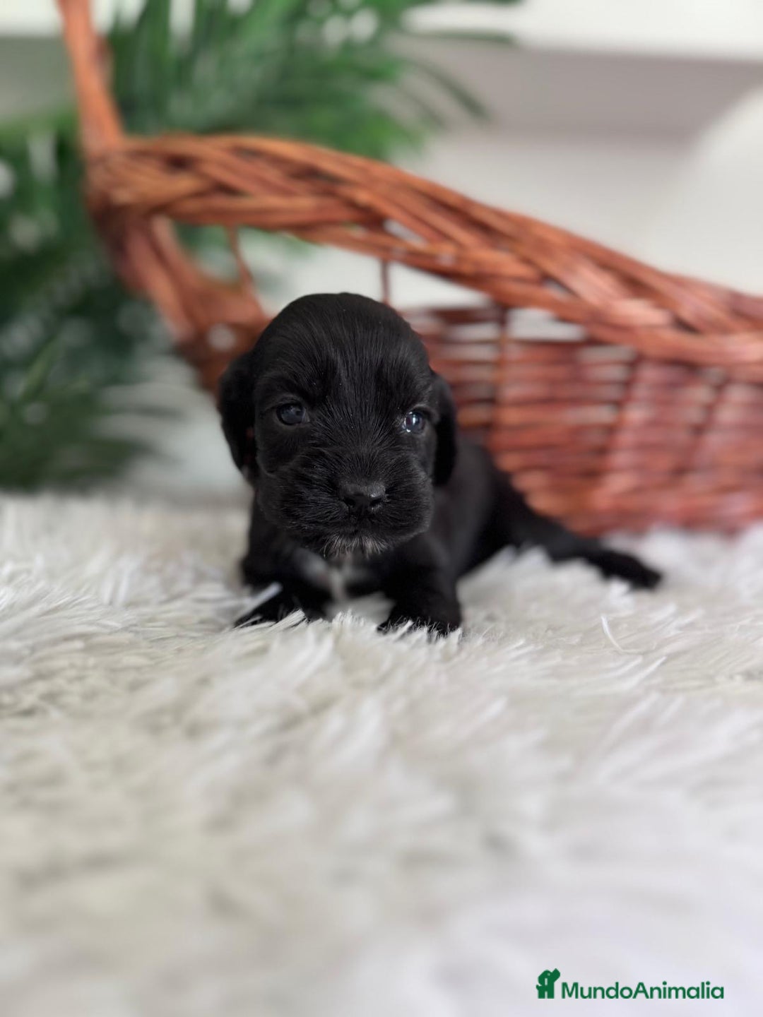 Cocker Spaniel Inglés perros en venta: COCKER SPANIEL INGLES - Imagen 11