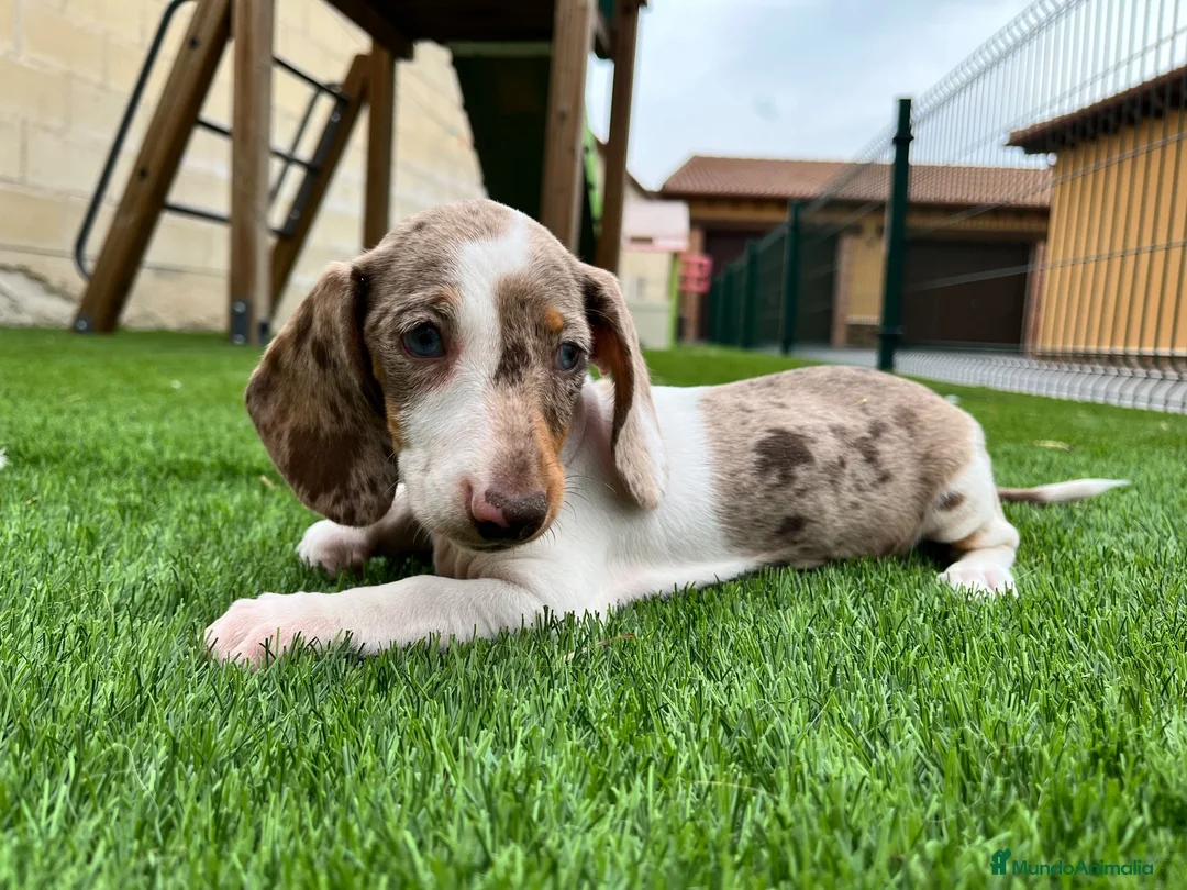 Teckel perros en venta: Teckel  - Anuncio 3