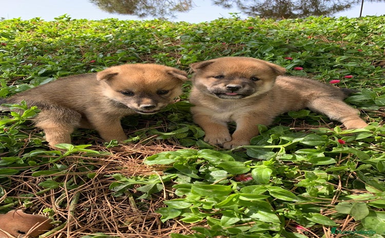 Shiba Inu perros en venta - Anuncio 1