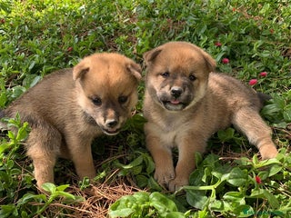 Shiba Inu perros - Anuncio 13