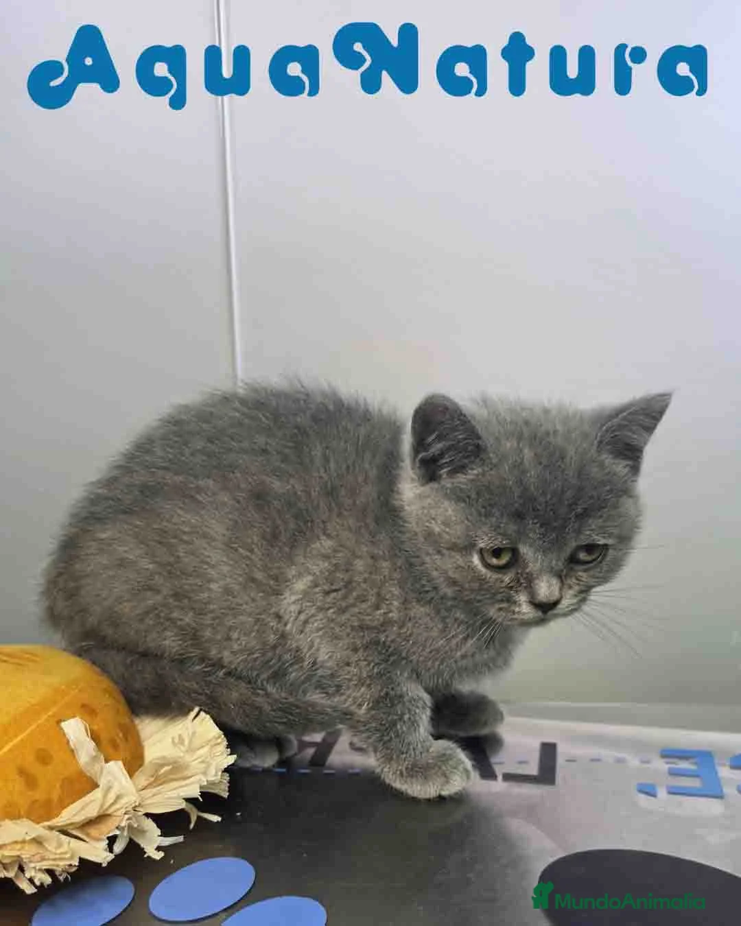 Británico de Pelo Corto Azul gatos en venta: British Hembra 6345 AQUANATURA - Anuncio 2