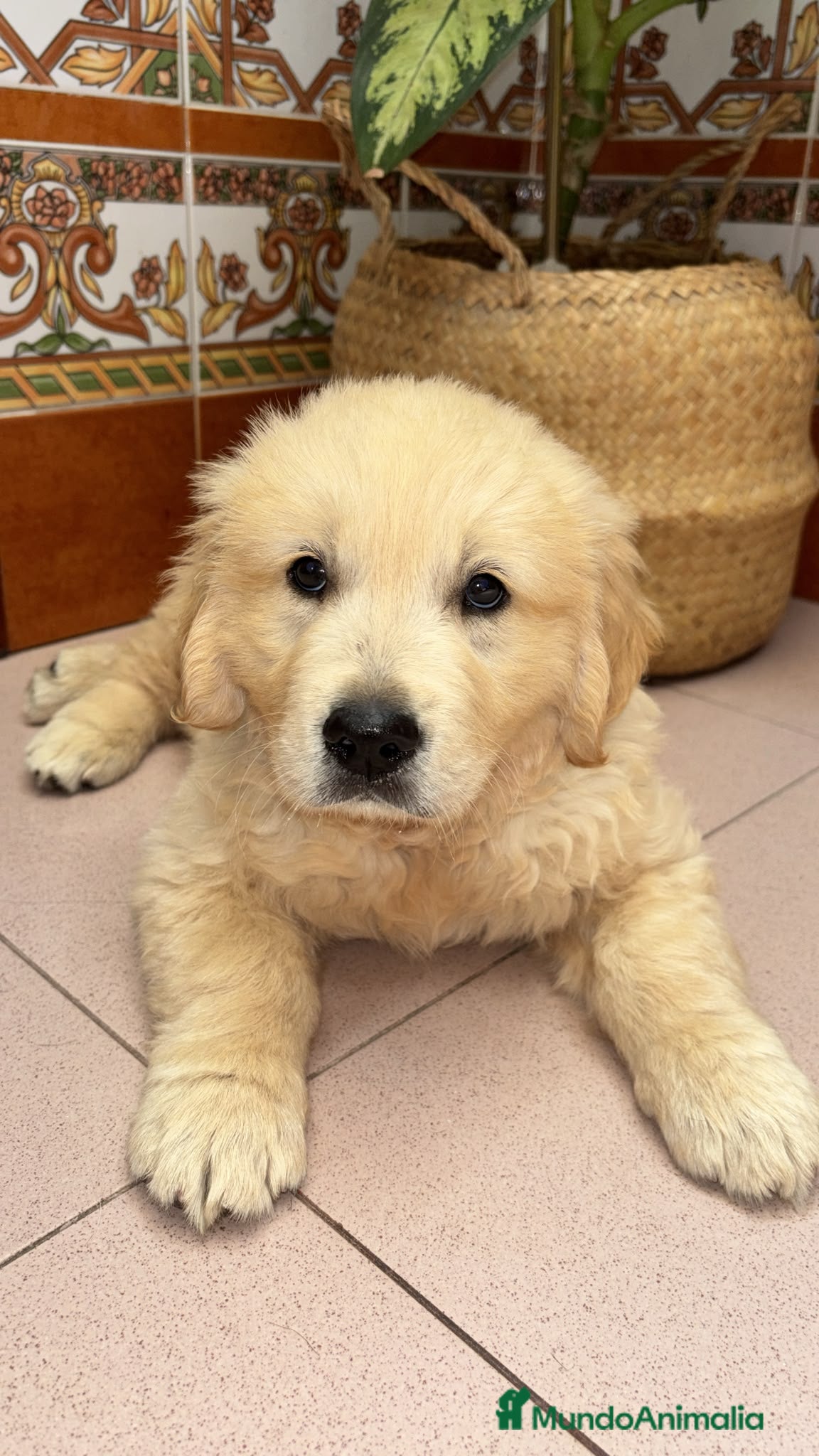 Golden Retriever perros Golden Retriever disponible  - Anuncio 2