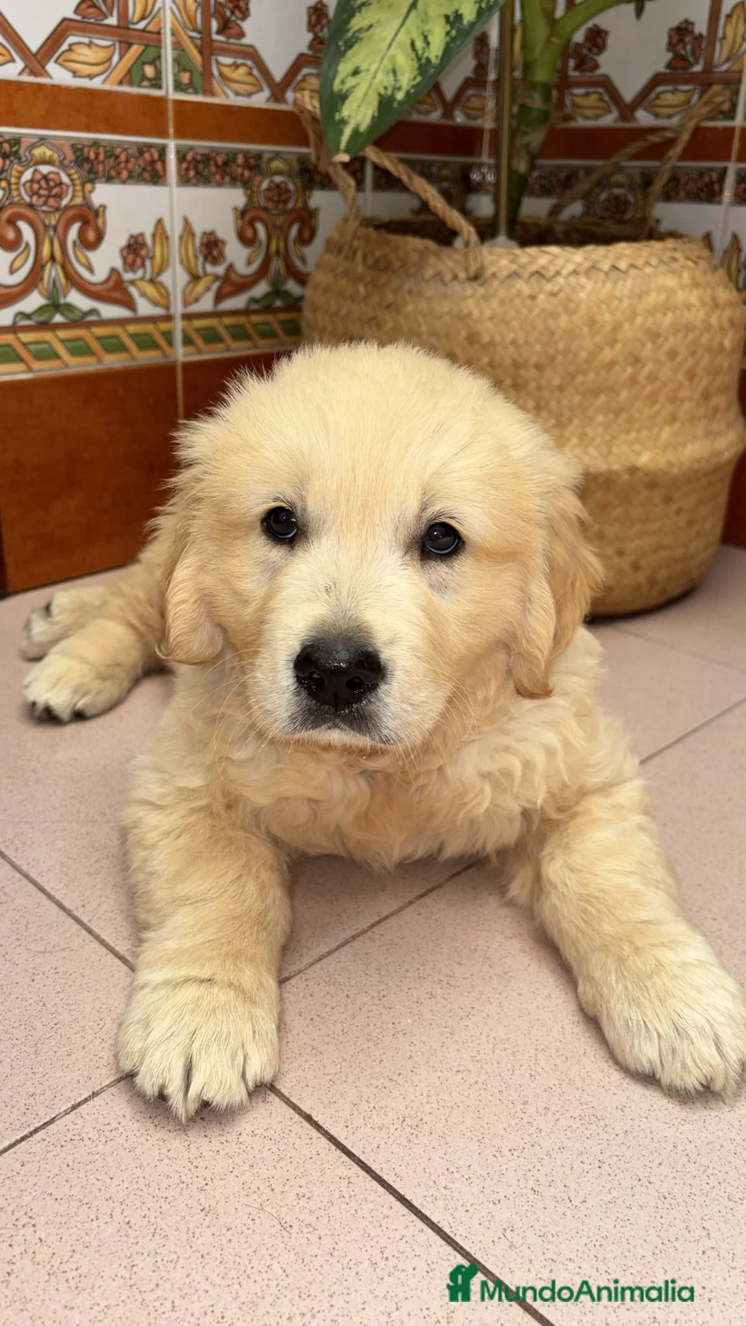 Golden Retriever perros en venta: Golden Retriever disponible  - Anuncio 1