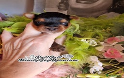 Yorkshire Terrier perros en venta: Disponible en Vizcaya - Imagen 10