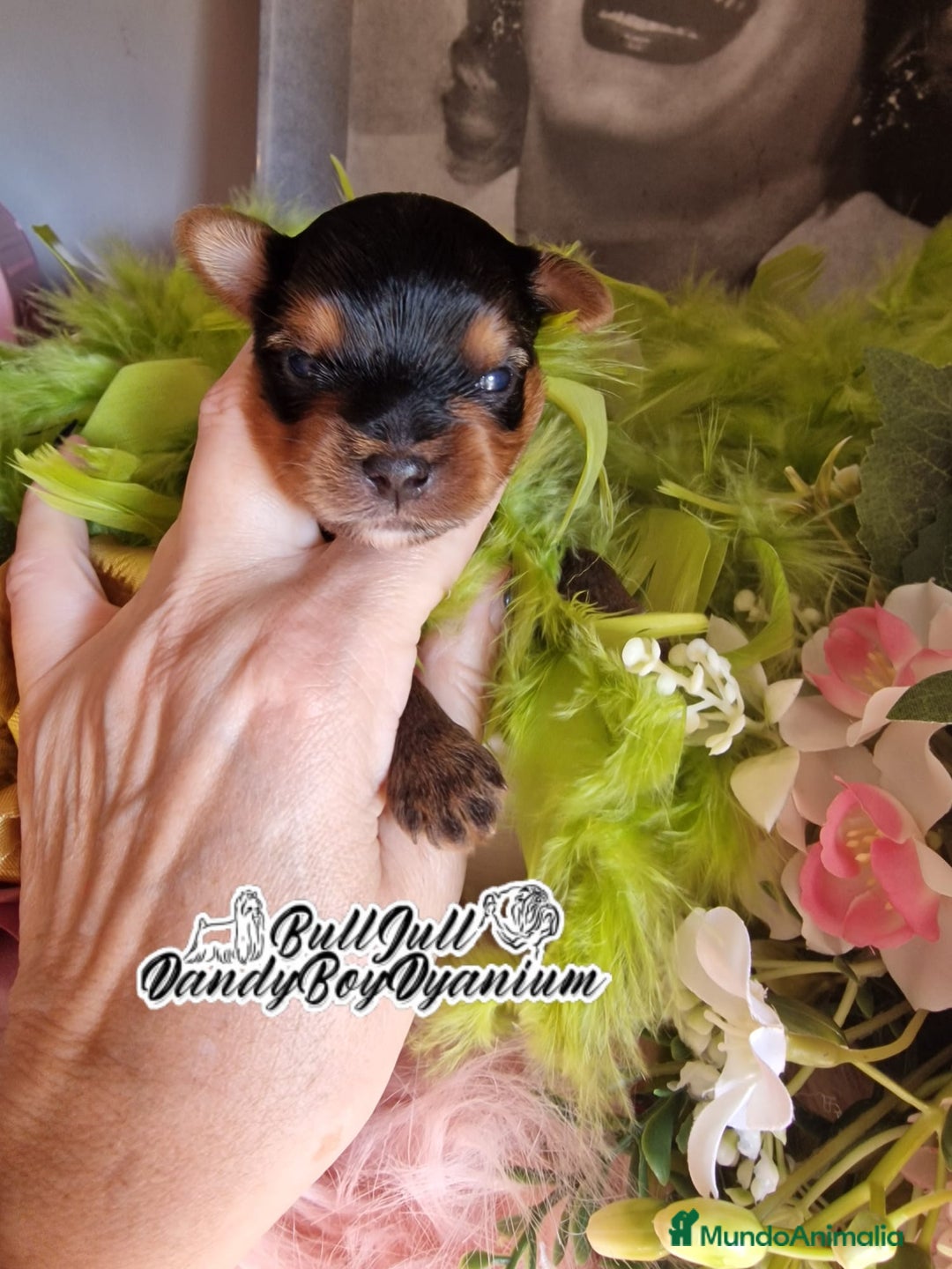 Yorkshire Terrier perros en venta: Disponible en Vizcaya - Imagen 10