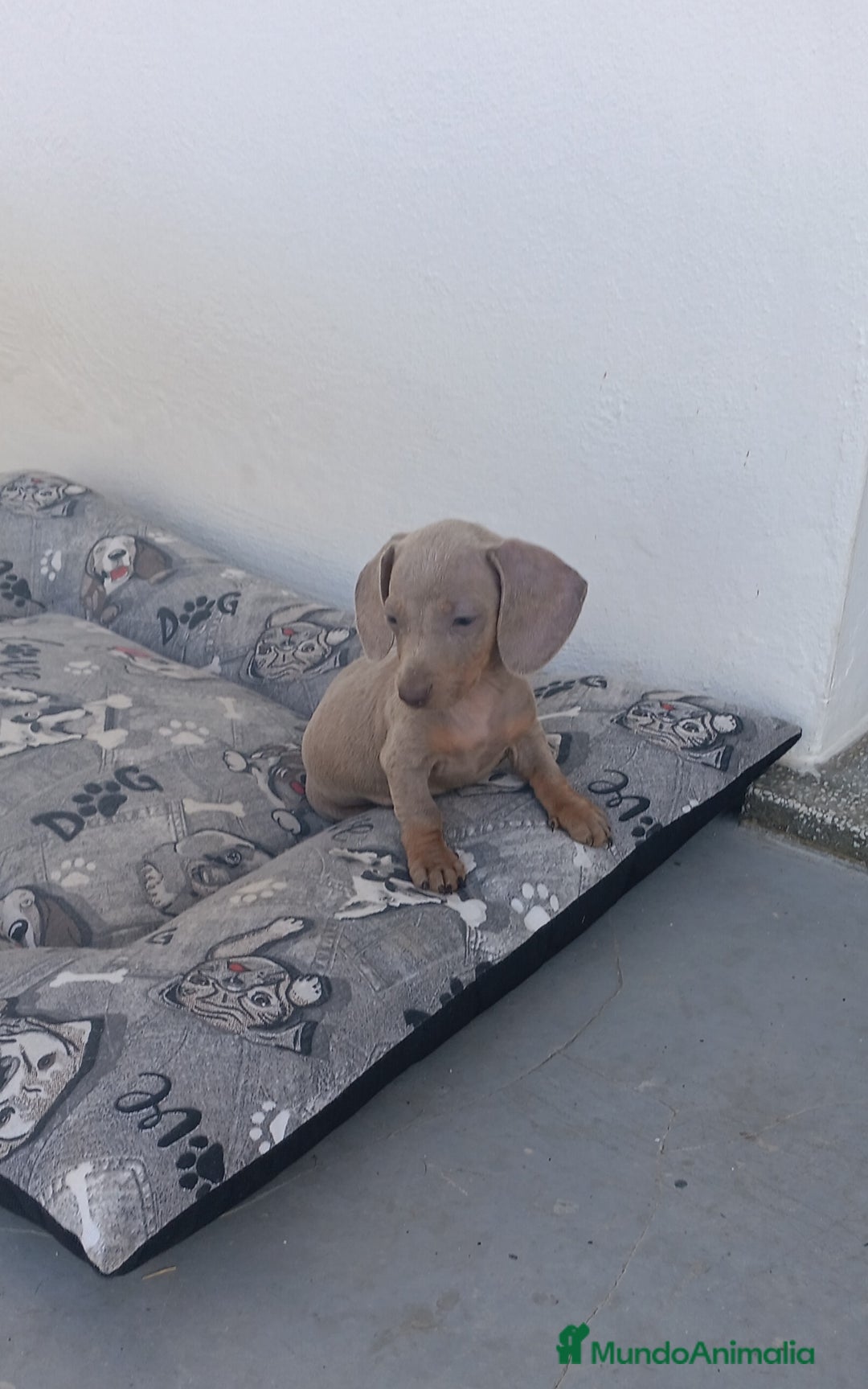 Teckel perros en venta: Teckel Mini - Anuncio 7