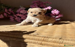 Maltipoo perros en venta: Maltipoo hembra Toy  - Imagen 11