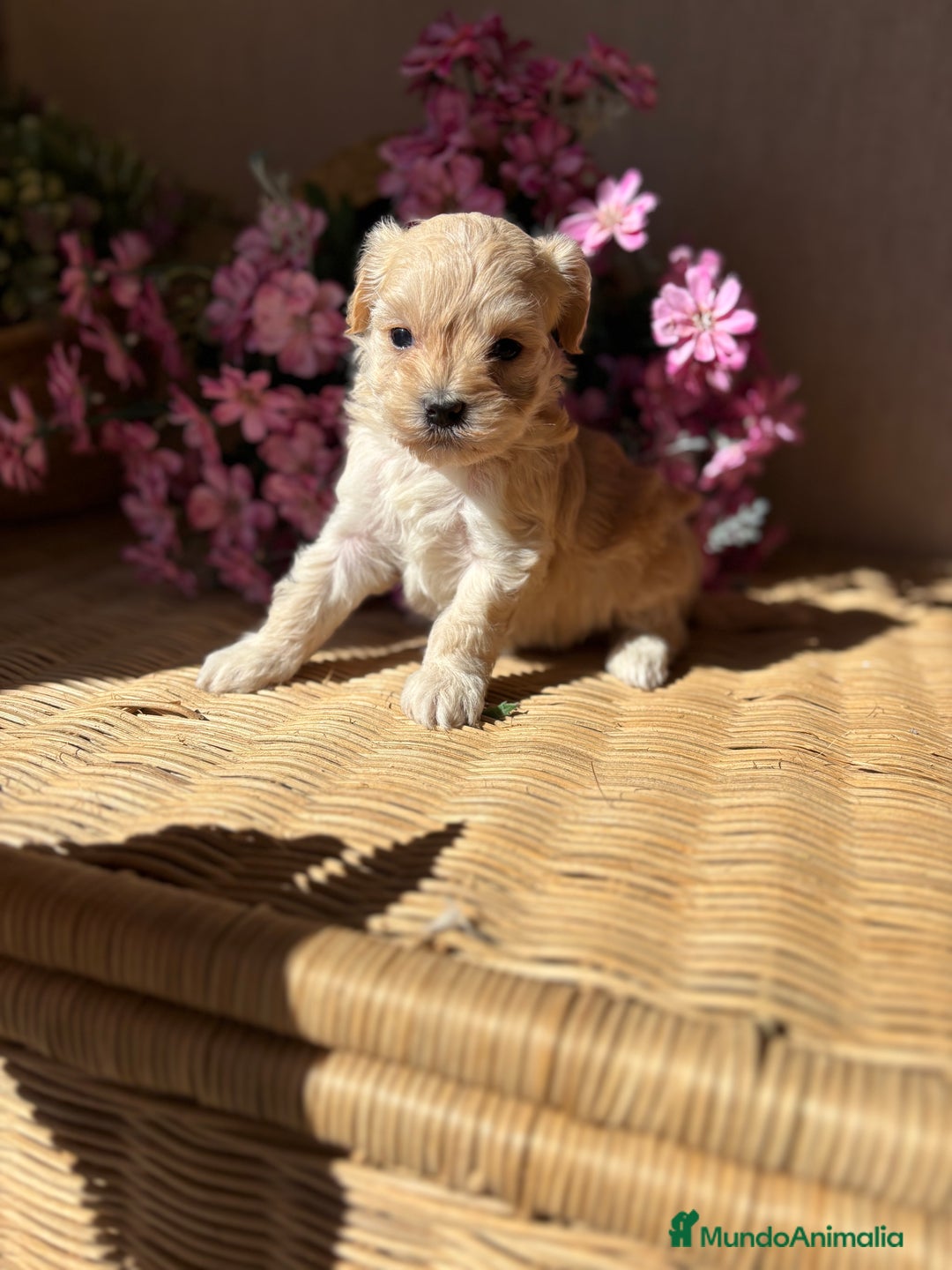 Maltipoo perros en venta: Maltipoo hembra Toy  - Imagen 11