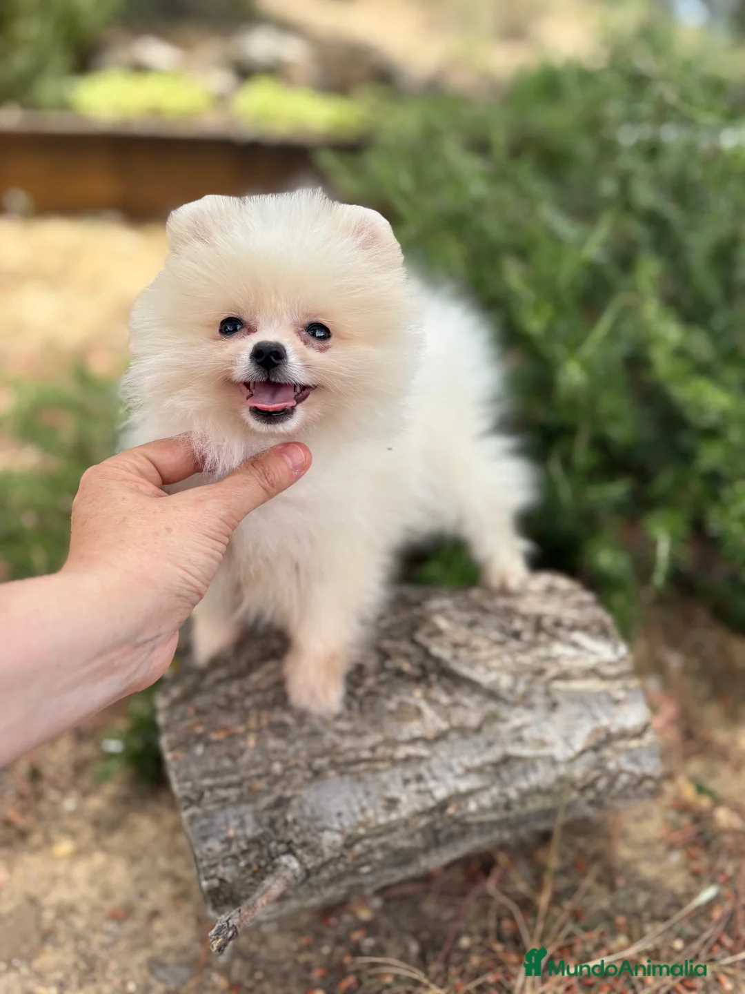 Pomerania perros en venta: Pomeranias !!!!! (Lulu de Pomerania )  - Anuncio 5