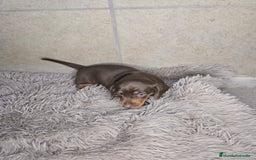 Teckel Miniatura perros en venta: Teckel chocolate inigualables - Imagen 2