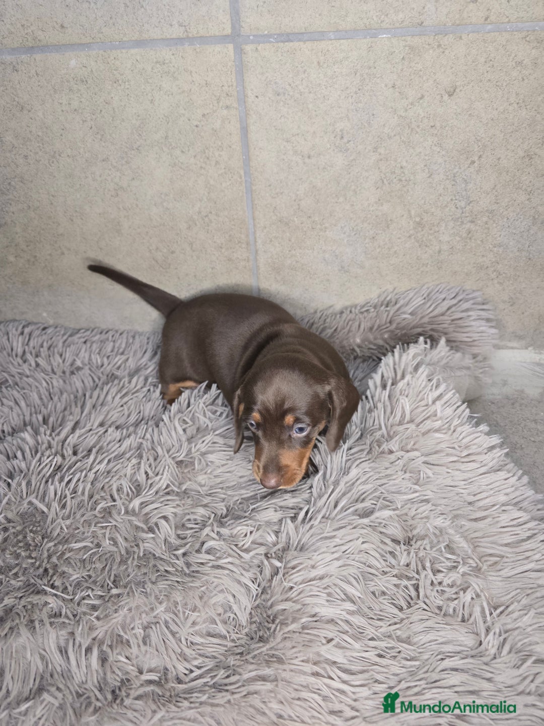 Teckel Miniatura perros en venta: Teckel chocolate inigualables - Imagen 2