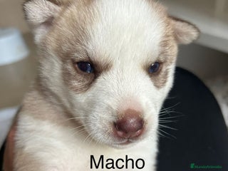 Husky Siberiano perros - Anuncio 1