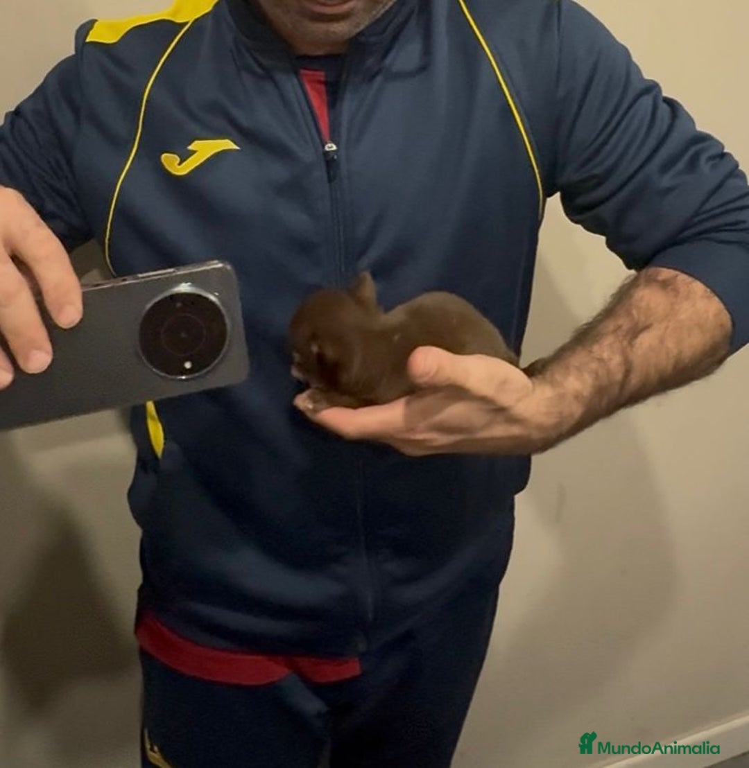 Chihuahua perros en venta: Chihuahua MICRO chocolate  - Anuncio 4