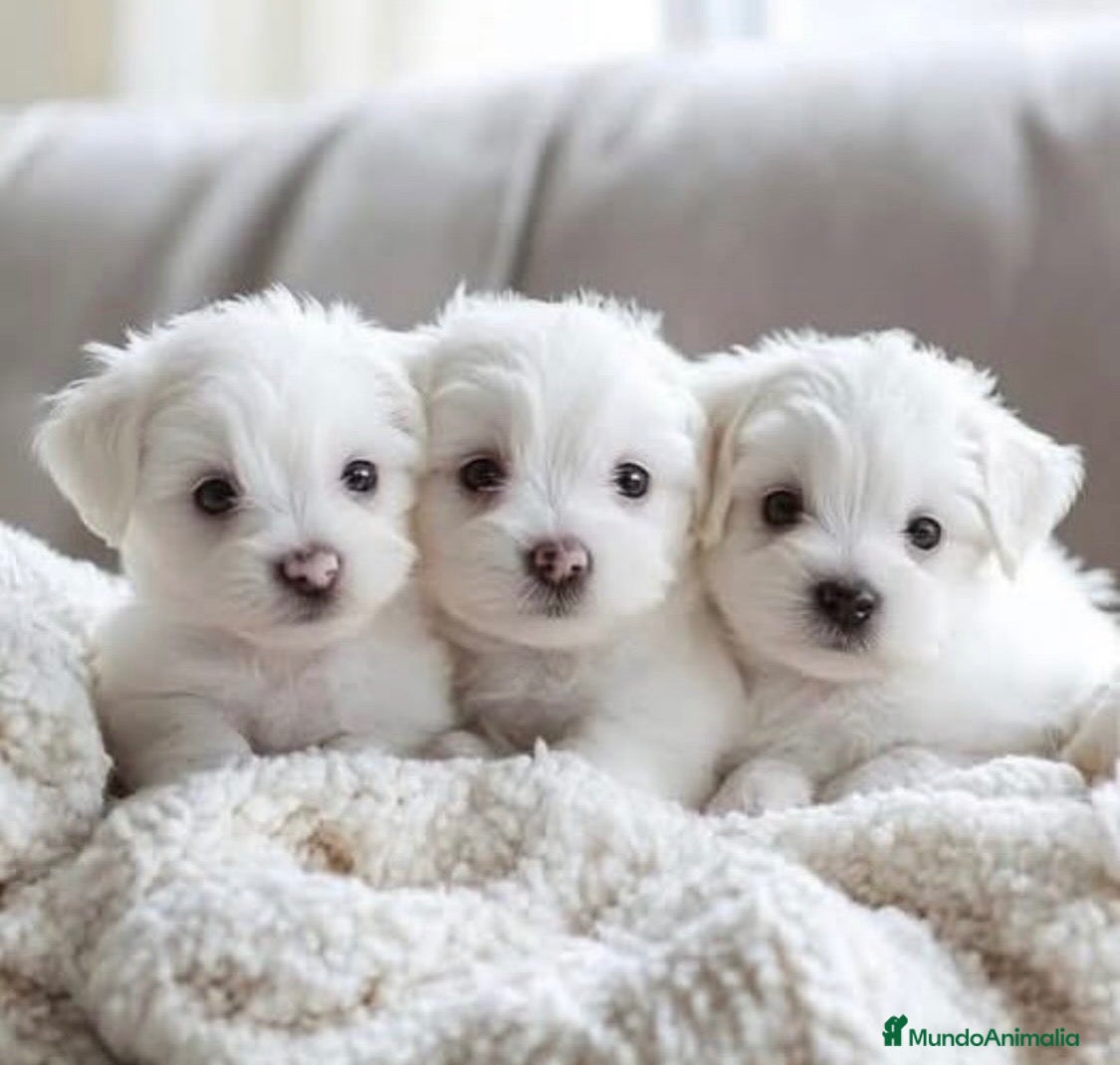Bichón Maltés perros Bichón Maltés Hembra.  - Anuncio 33