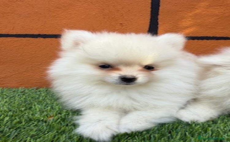Pomerania perros - Anuncio 1