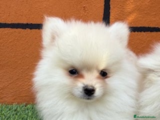 Pomerania perros - Anuncio 41