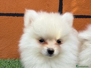 Pomerania perros POMERANIA - Anuncio 32