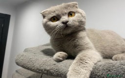 Scottish Fold gatos en venta: Gato Scottish fold  - Anuncio 2