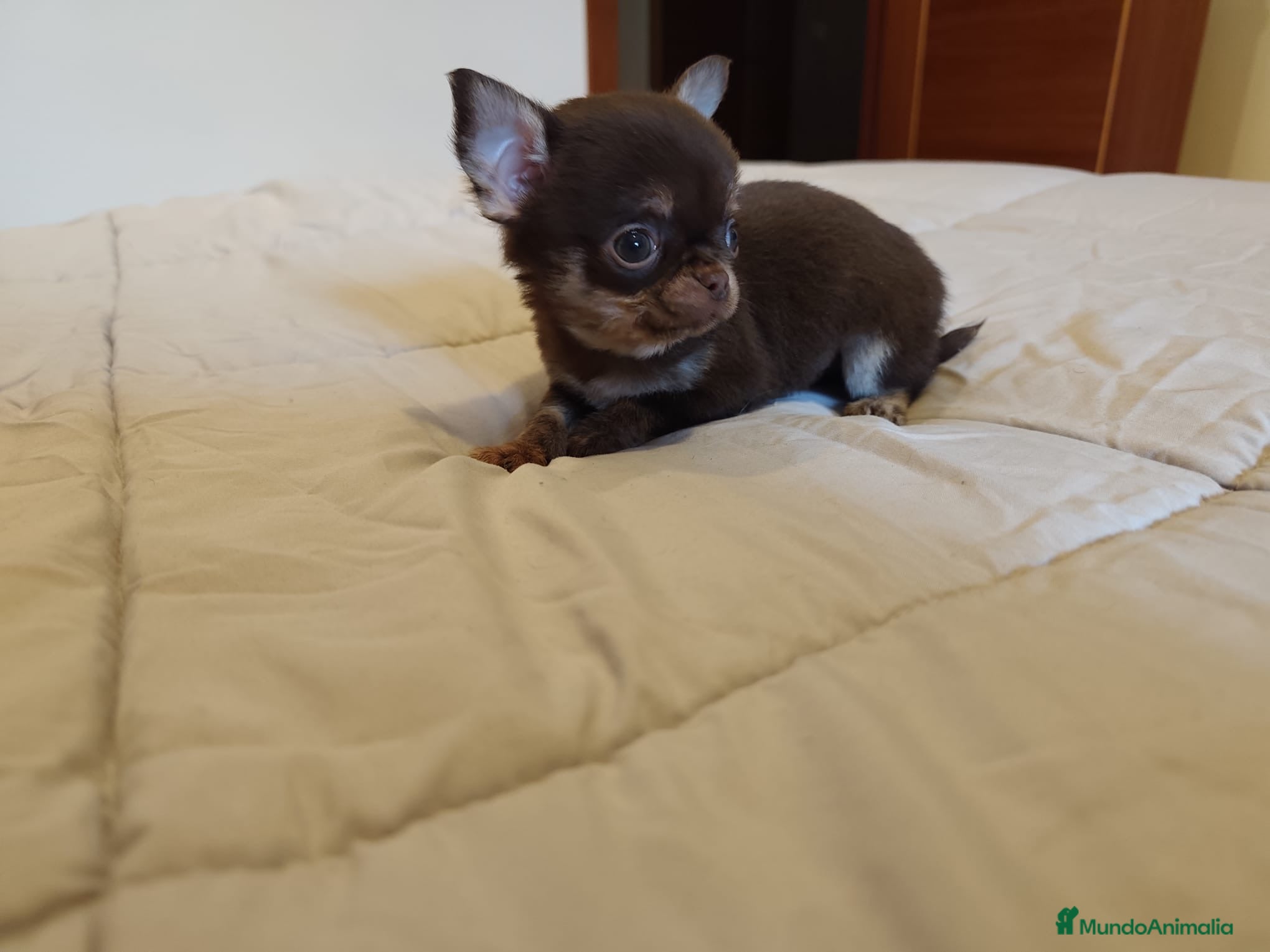 Chihuahua perros Chihuaha toy  - Anuncio 1