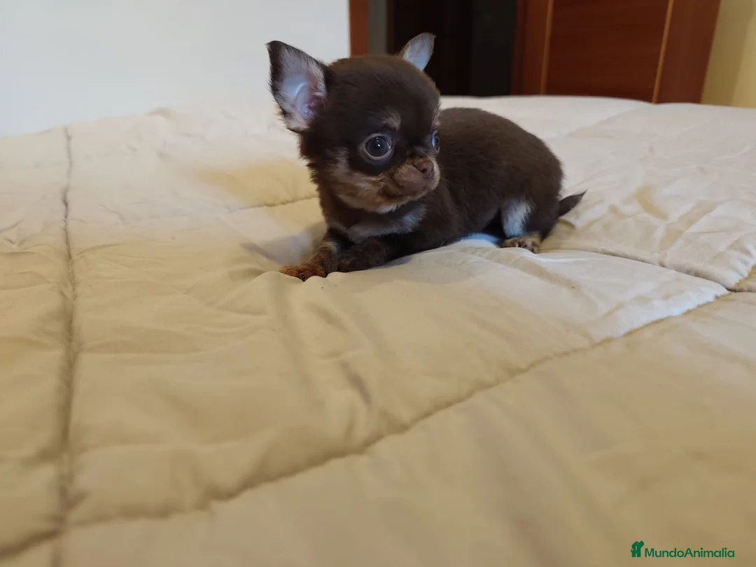 Chihuahua perros en venta: Chihuaha toy  - Anuncio 1