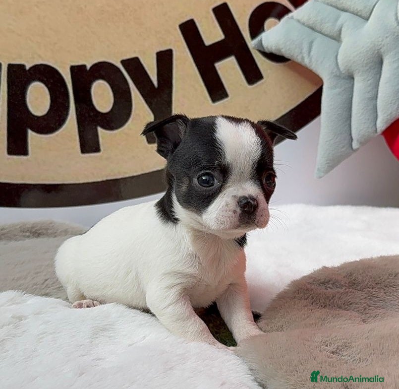 Chihuahua perros Chihuahua - Anuncio 2