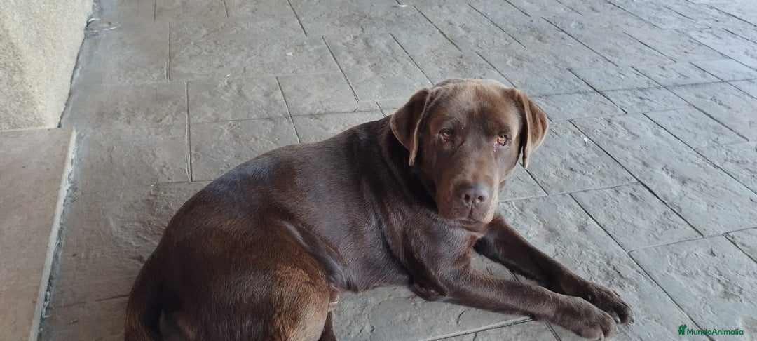 Labrador Retriever perros en venta: Cachorros de Labrador  - Anuncio 6