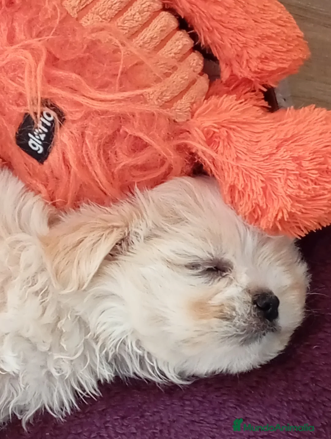 Raza Mixta perros en venta: Bichón maltés maltipoo - Anuncio 6