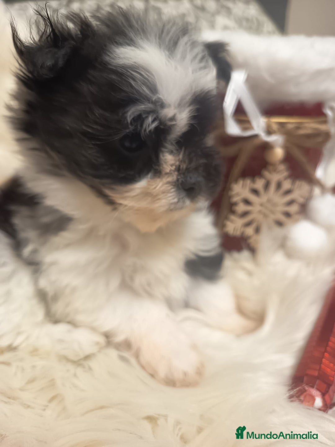 Bichón Habanero perros en venta: Bichón Habanero - Anuncio 2