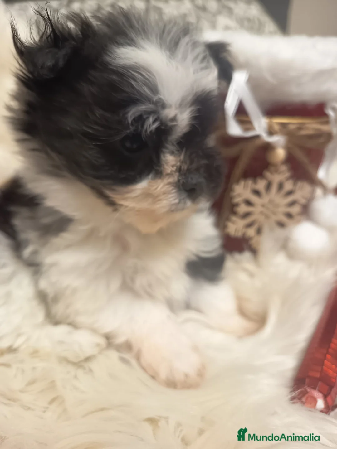 Bichón Habanero perros en venta: Bichón Habanero - Anuncio 2