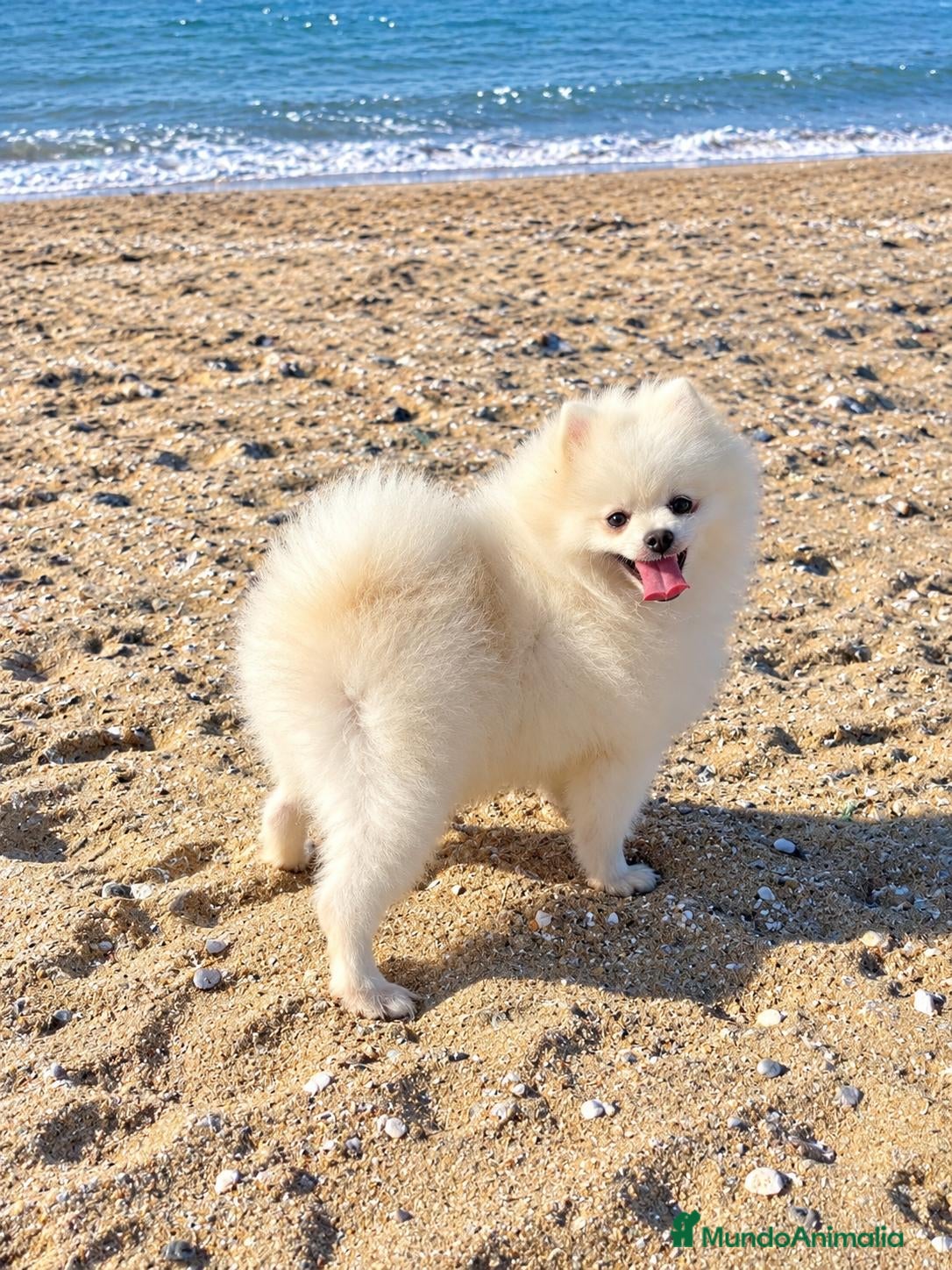 Pomerania perros POMERANIA PARA MONTA - Anuncio 1