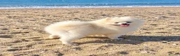 Pomerania perros para monta: POMERANIA PARA MONTA - Anuncio 1