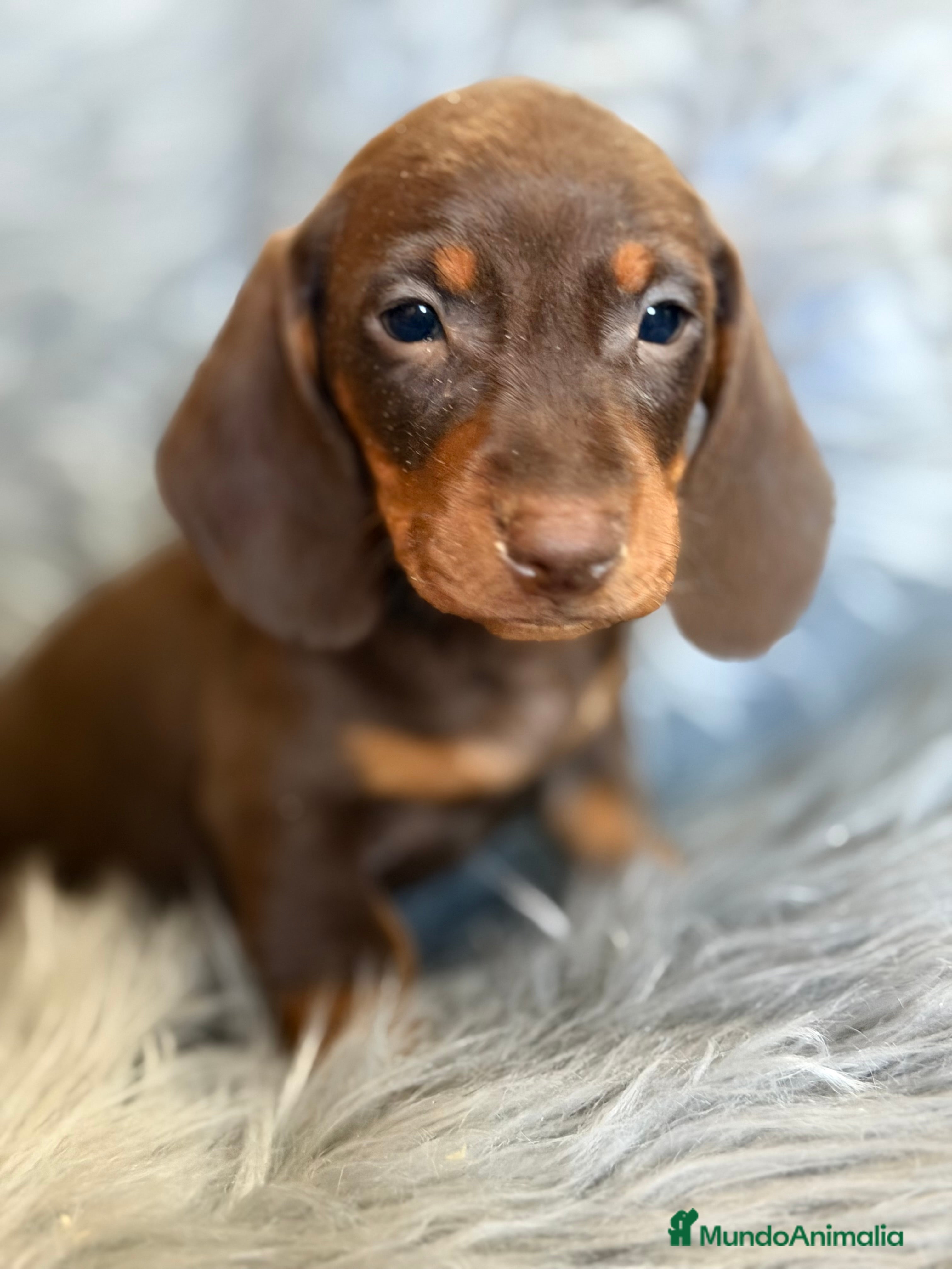 Teckel Miniatura perros Teckel mini Chocolate  - Anuncio 2