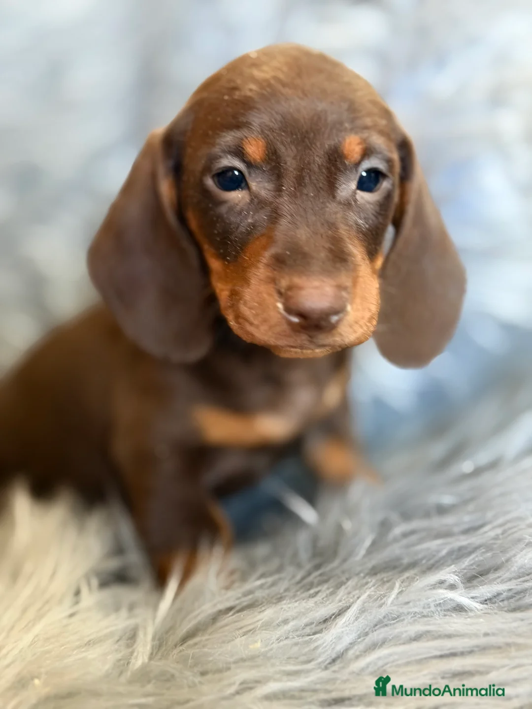 Teckel Miniatura perros en venta: Teckel mini Chocolate  - Anuncio 2