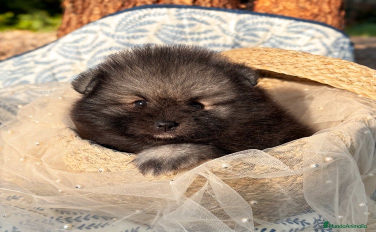 Pomerania perros - Anuncio 1