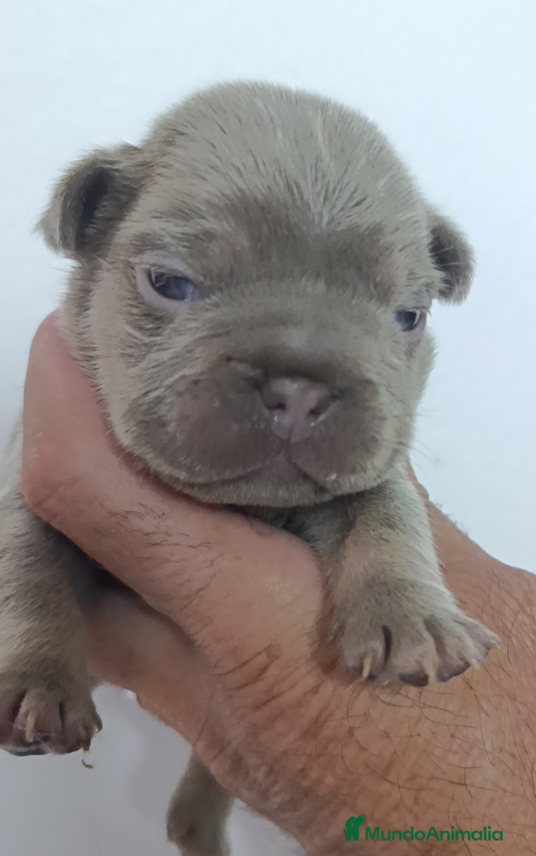 Bulldog Francés perros en venta: Bulldog Big rope guapisimos - Imagen 3