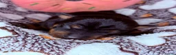 Pinscher Miniatura perros en venta: Pinscher Miniatura  - Anuncio 6