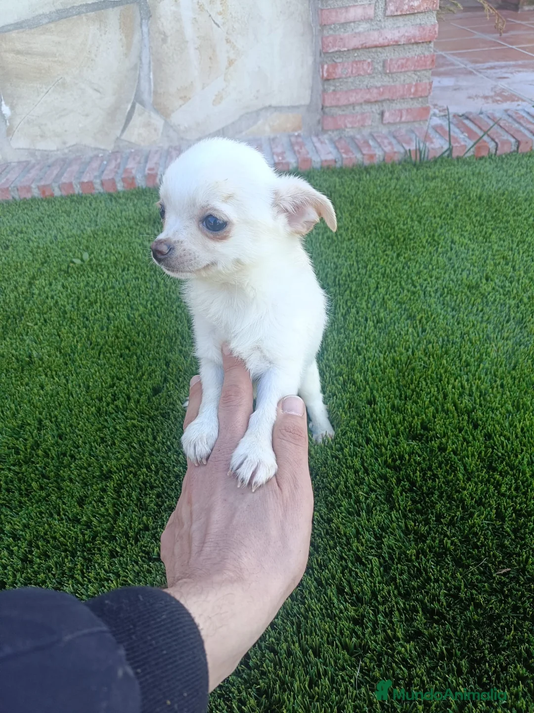 Chihuahua perros en venta: Chihuahuas  - Anuncio 1